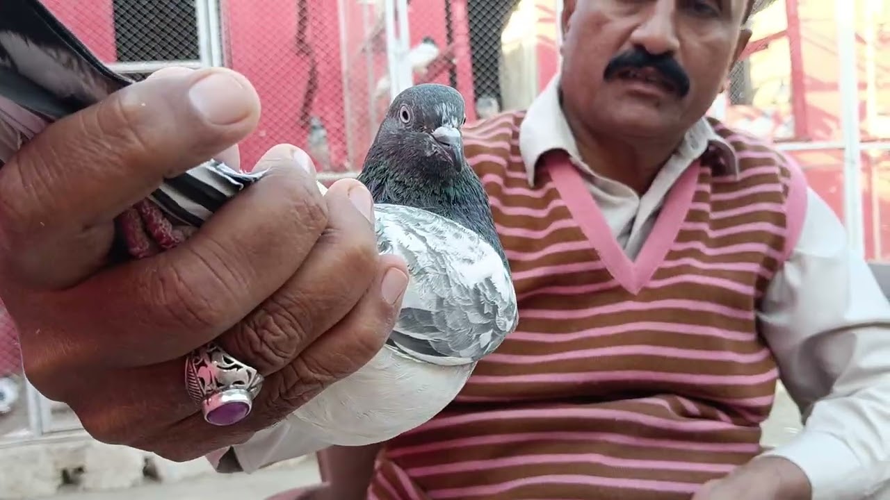 Piplan Waly Fairoz puri oner Ustad Mushtaq Ahmad pigeon sale point mianwali 