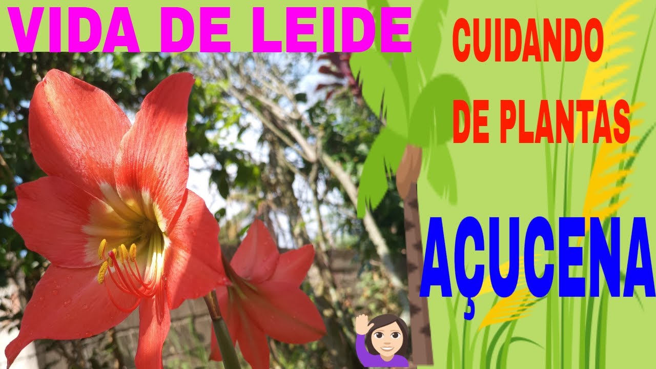 CUIDANDO DE PLANTAS: A&Ccedil;UCENA, AMARILES, FLOR DA IMPERATRIZ,  (hippeastrum)