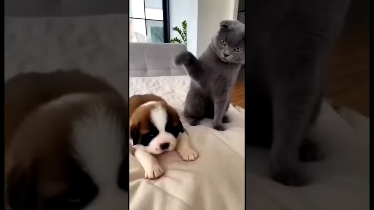 cat ap dog ko kui mar rahaho 😂