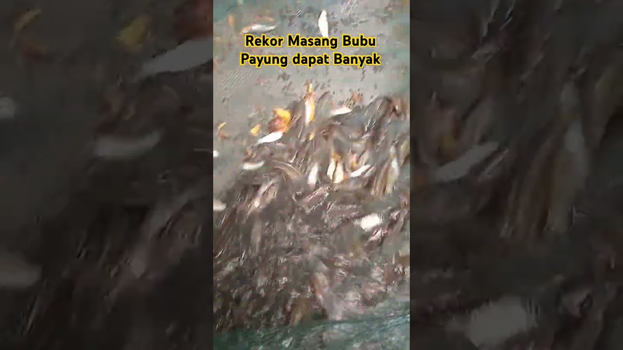Hampir Jebol !!! Rekor masang bubu payung dapat banyak ikan #shorts #shortsfeed #bubupayungwader