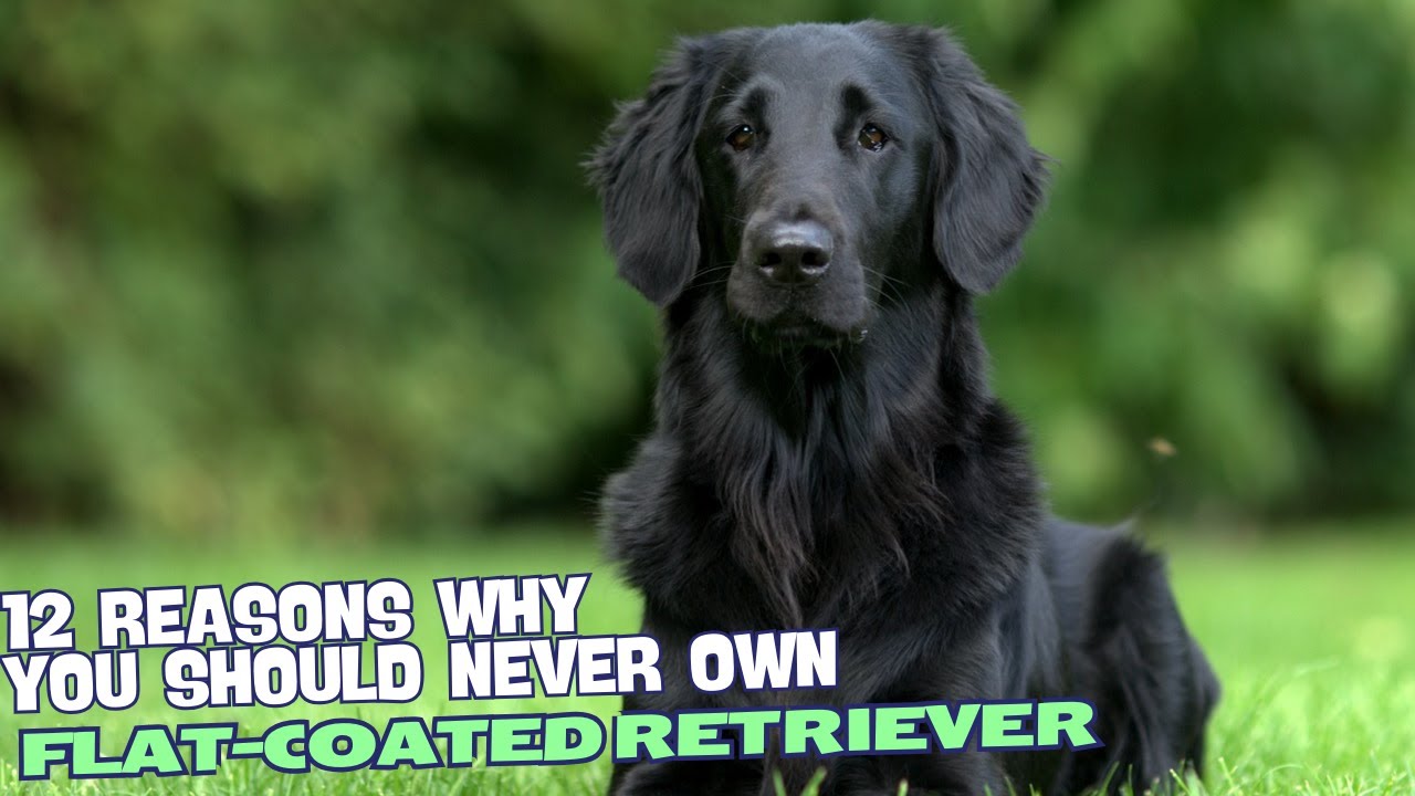 12 Reasons Why You Should Never Own a Flat-Coated Retriever! 🐾