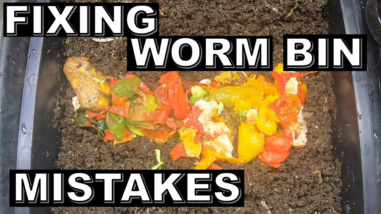 Top 3 ways to Correct WORM BIN Mistakes- Red Wigglers- Worm Factory 360