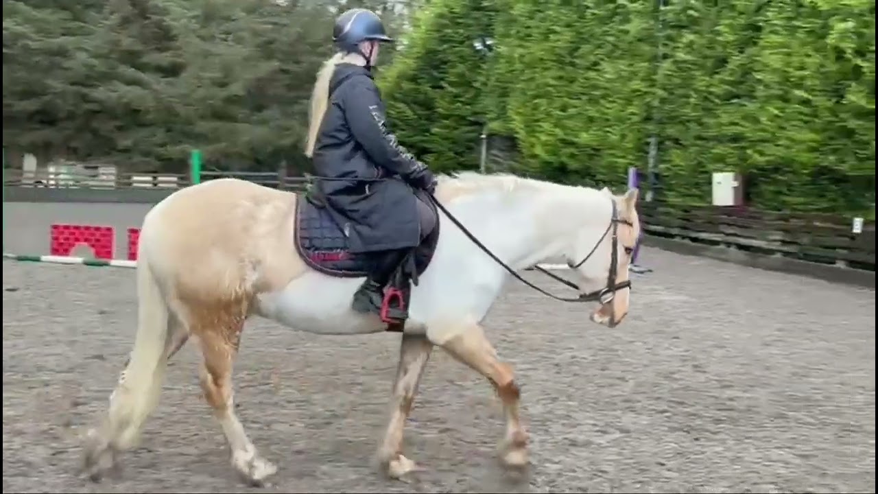 One in A Million Palomino Allrounder