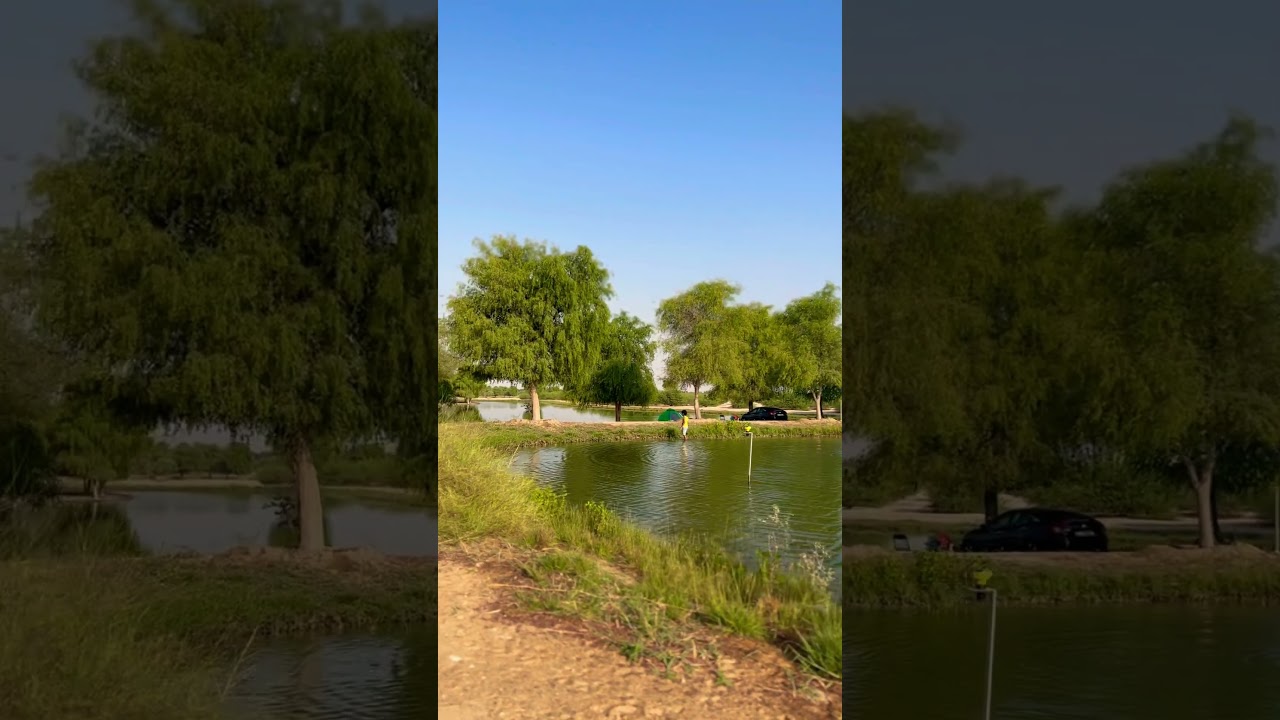 Al Qudra overnight camping 🏕️ #dubai #uae #nature #love #summer #lake #selflove #travel #shorts