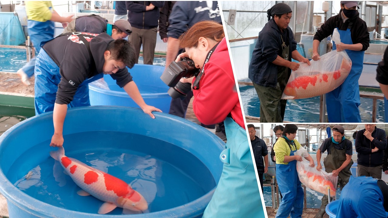 Гигантские кои подготовлены к выставке Nogyosai Koi | Внутри фермы Марудо Кои