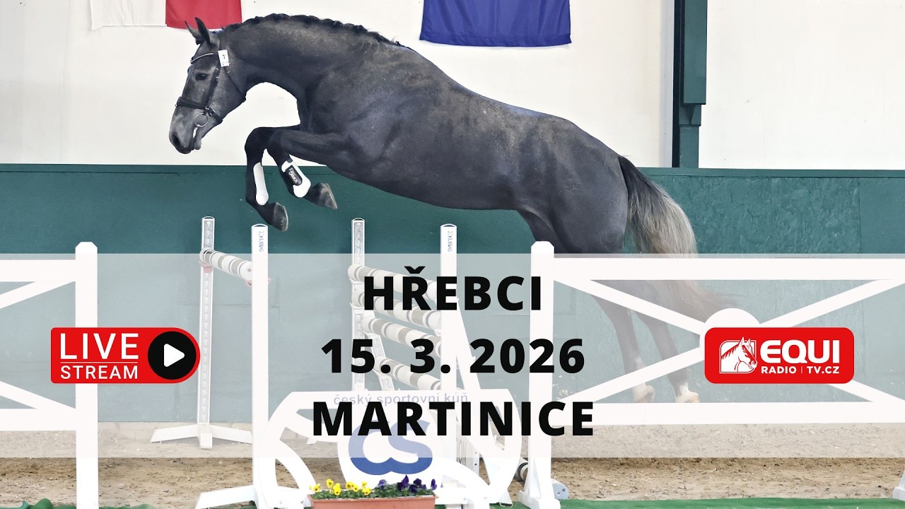 ŽIVĚ 🔴 | hřebci CS Martinice – 15. 3. 2026