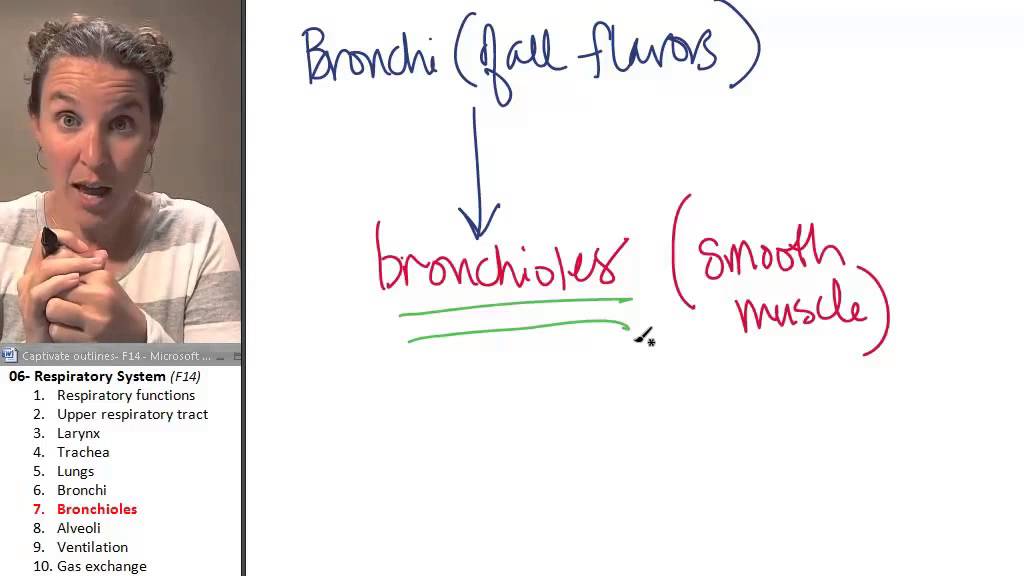 the Bronchiole (Respiratory System) ☆ Human Anatomy Course