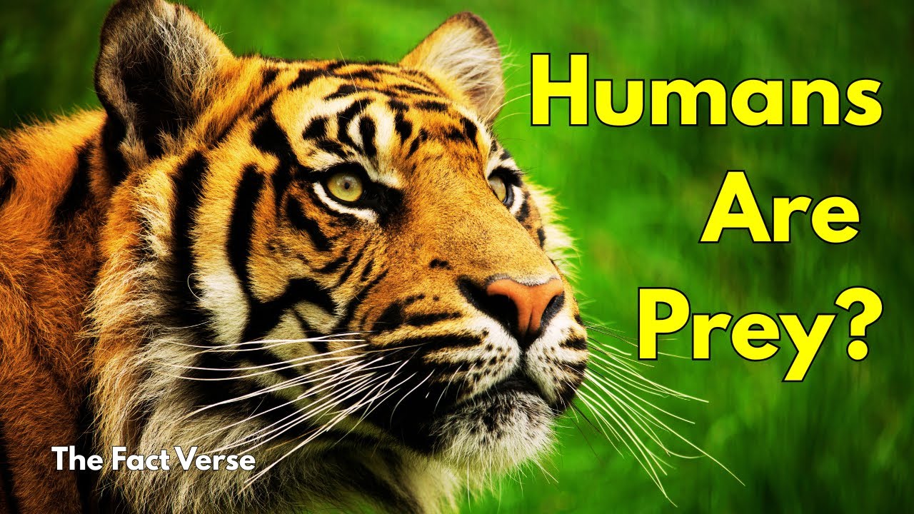 Animals That Hunt Humans | Why Tigers, Crocodiles & Predators Attack People | Wildlife Facts