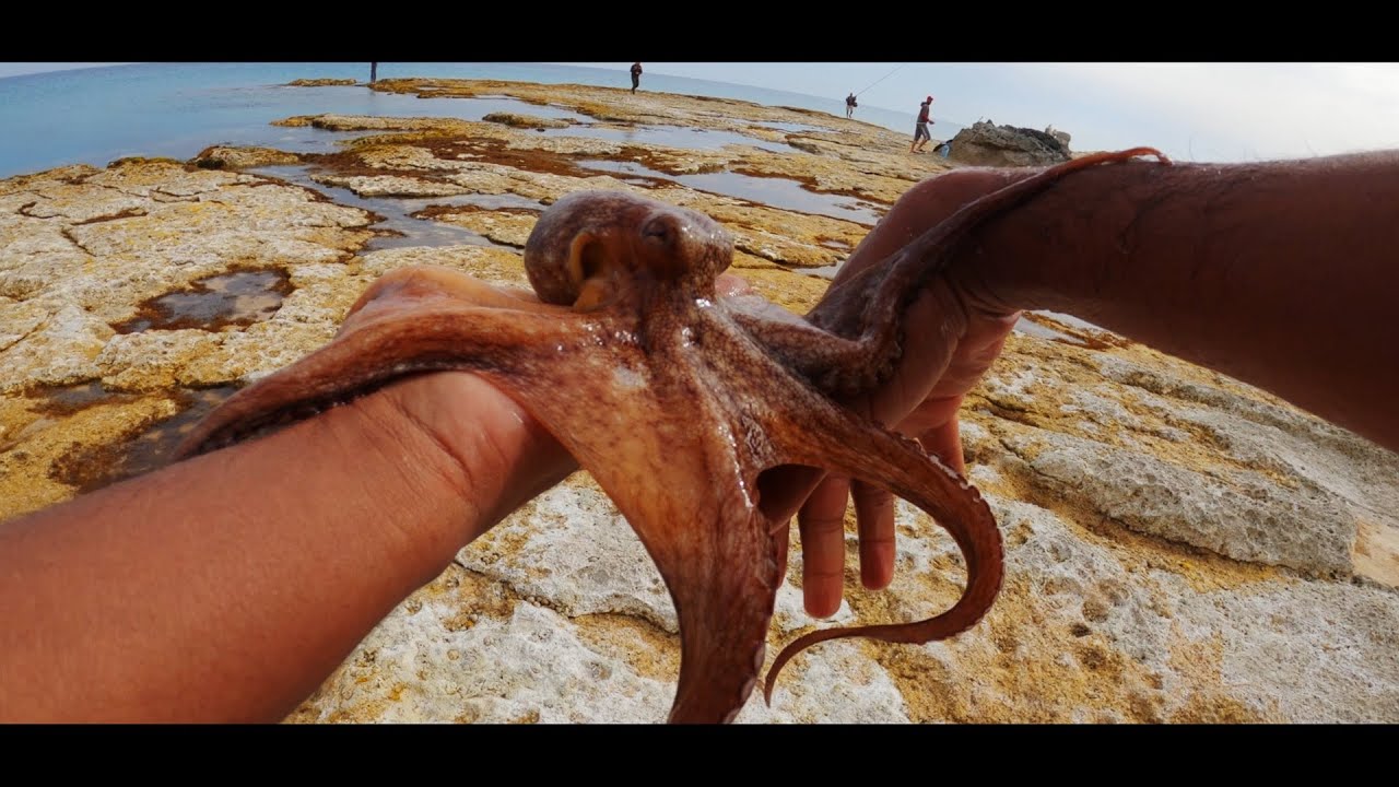 متعه صيد الاخطبوط فى مرسى مطروح Marsa Matrouh  Shore Fishing