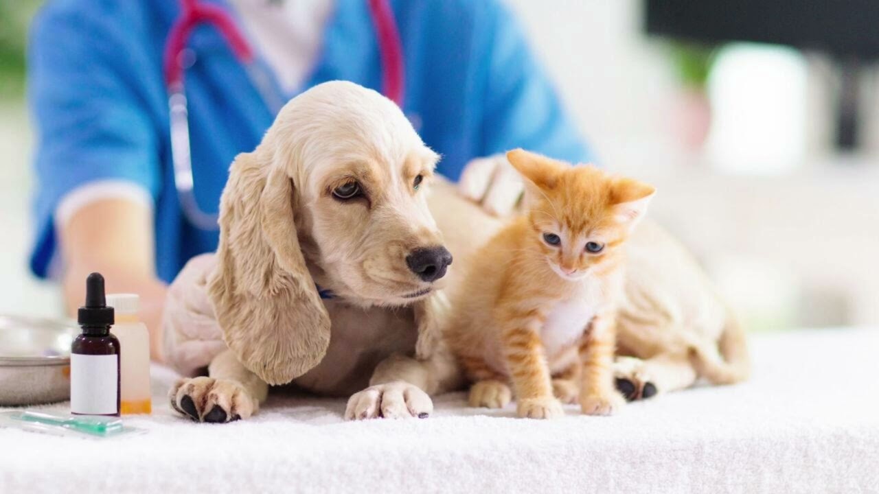 ما هو التعديل في ألمانيا للأطباء البيطريين؟ شرح مبسط