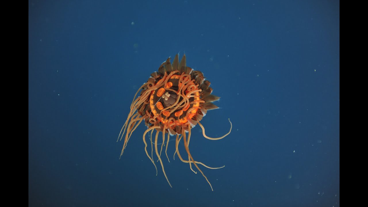 Creatures of the Deep | Atolla Jelly