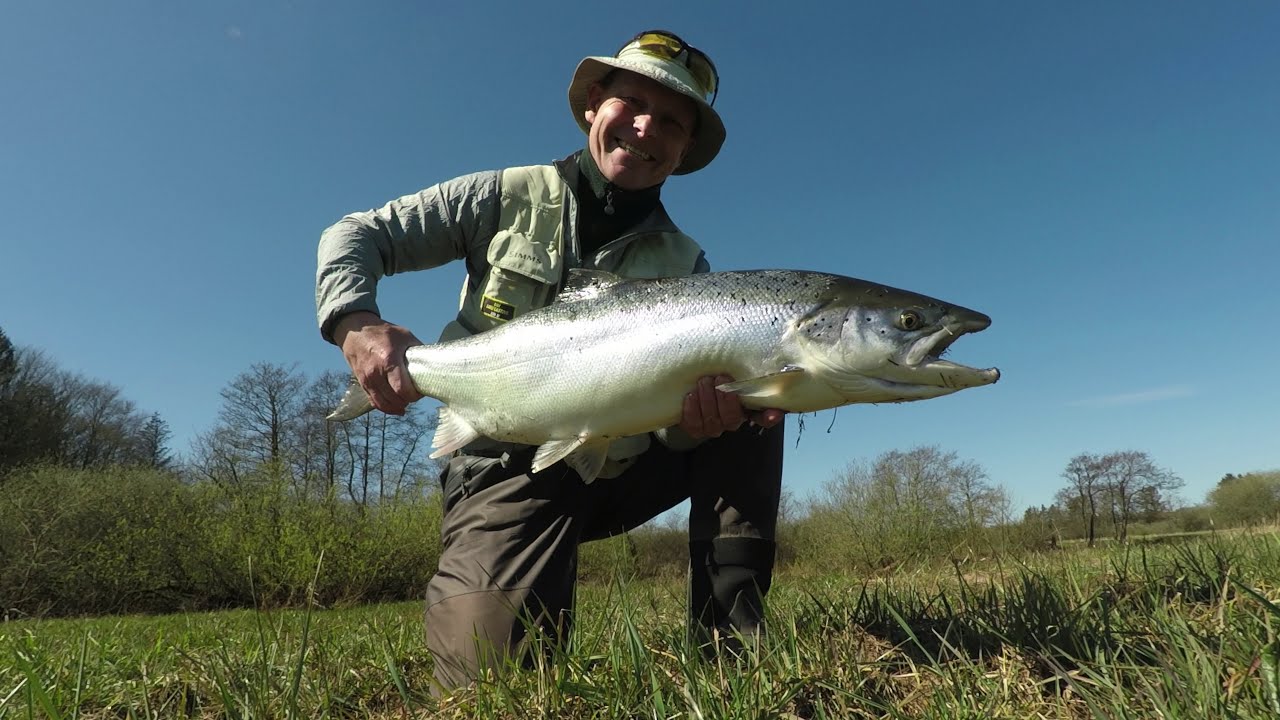 My salmon fishing at Skjern river in 2020