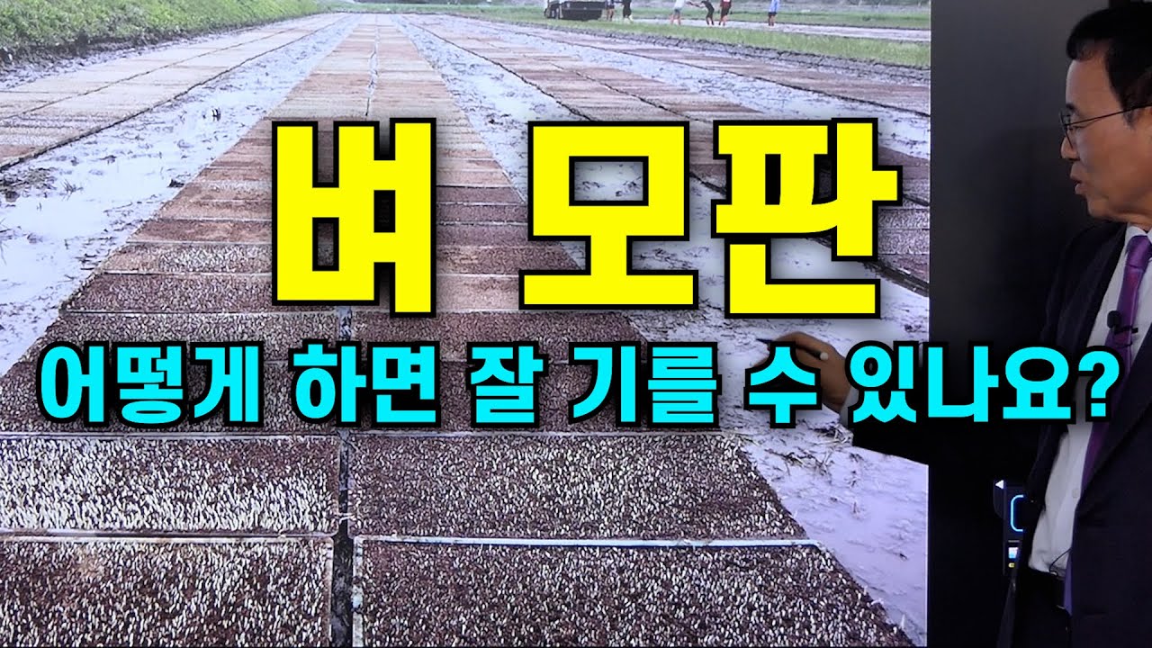 벼 모판 어떻게 하면 잘 기를 수 있나요?