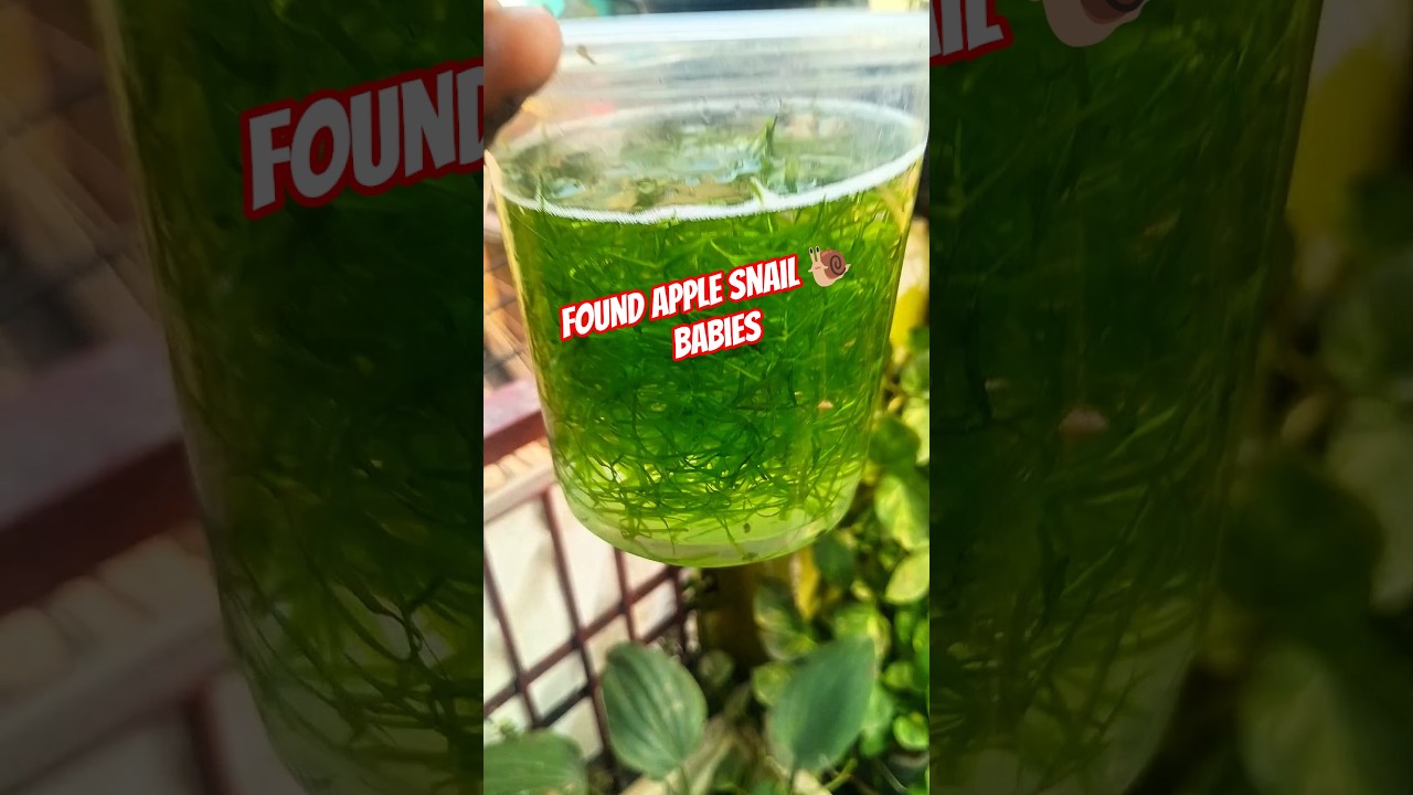 aaj hamne apne SuScRiBer ko diya Moina culture, Apple 🍎 snail 🐌 and guppygrass