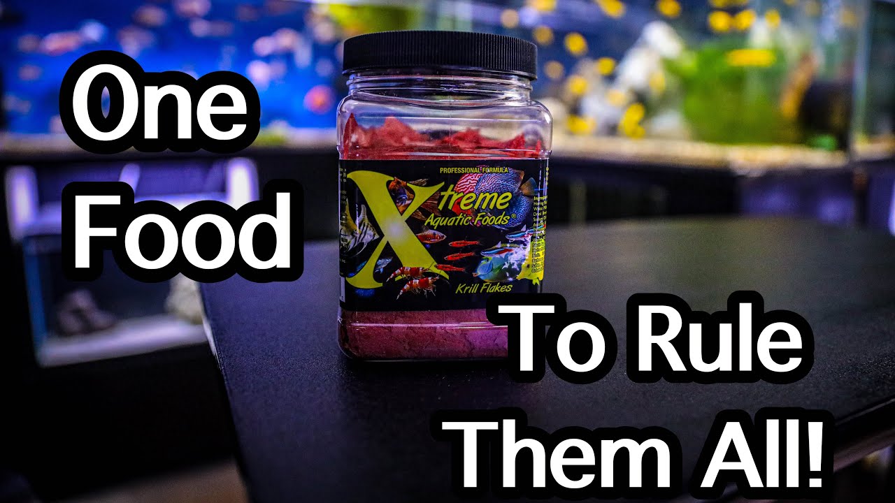 The BEST Fish Food Ever!