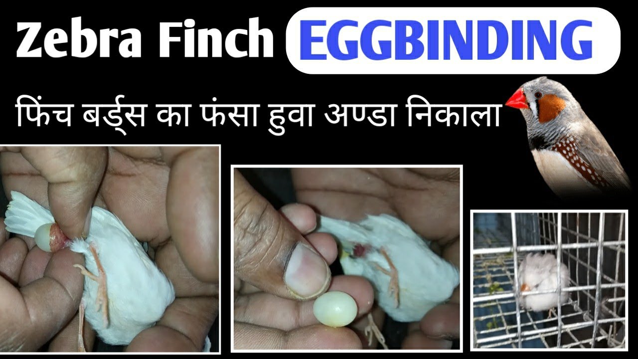 Zebra Finch Eggbinding Treatment || eggbinding treatment