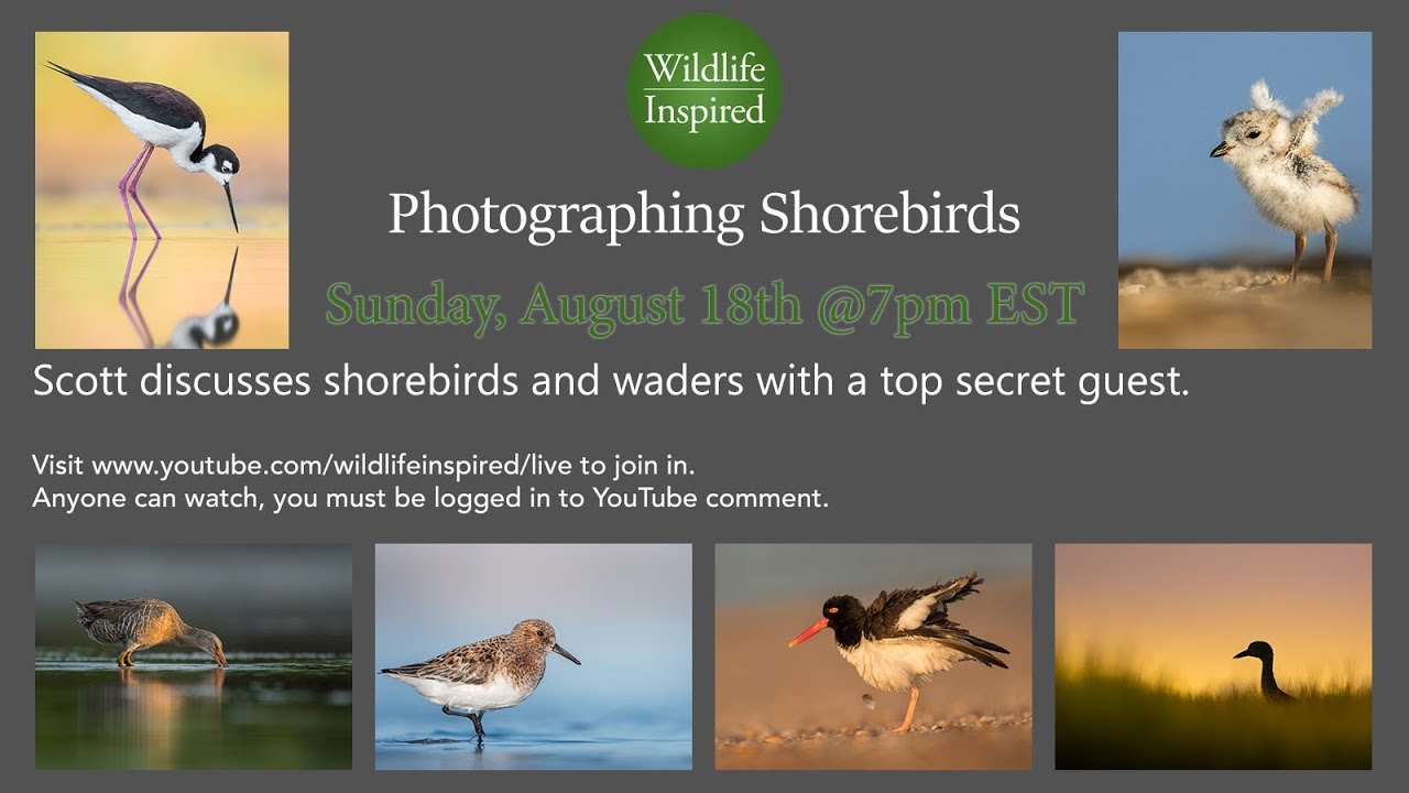 Photographing Shorebirds