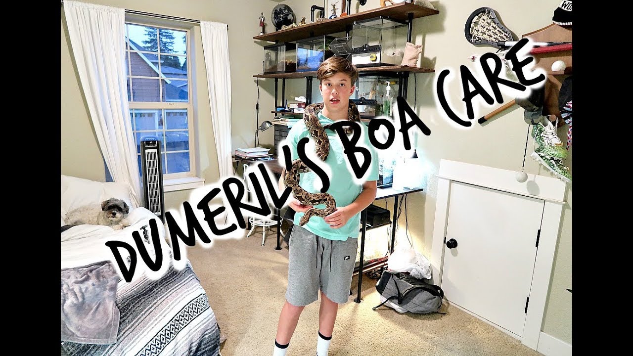 Dumeril's boa care