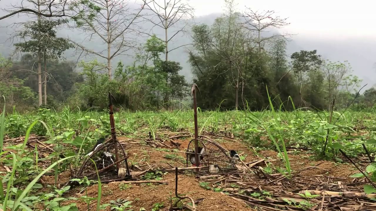Bẫy ch&ograve;e Than - Tốc Độ B&agrave;n Thờ | perangkap kobia | ปลาช่อนทะเล | 军曹陷阱