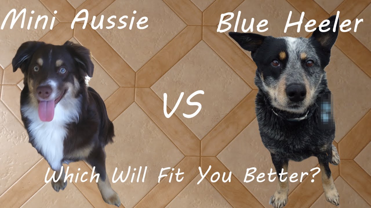 Blue Heeler VS. Mini Aussie...Which Breed Fits You Better?