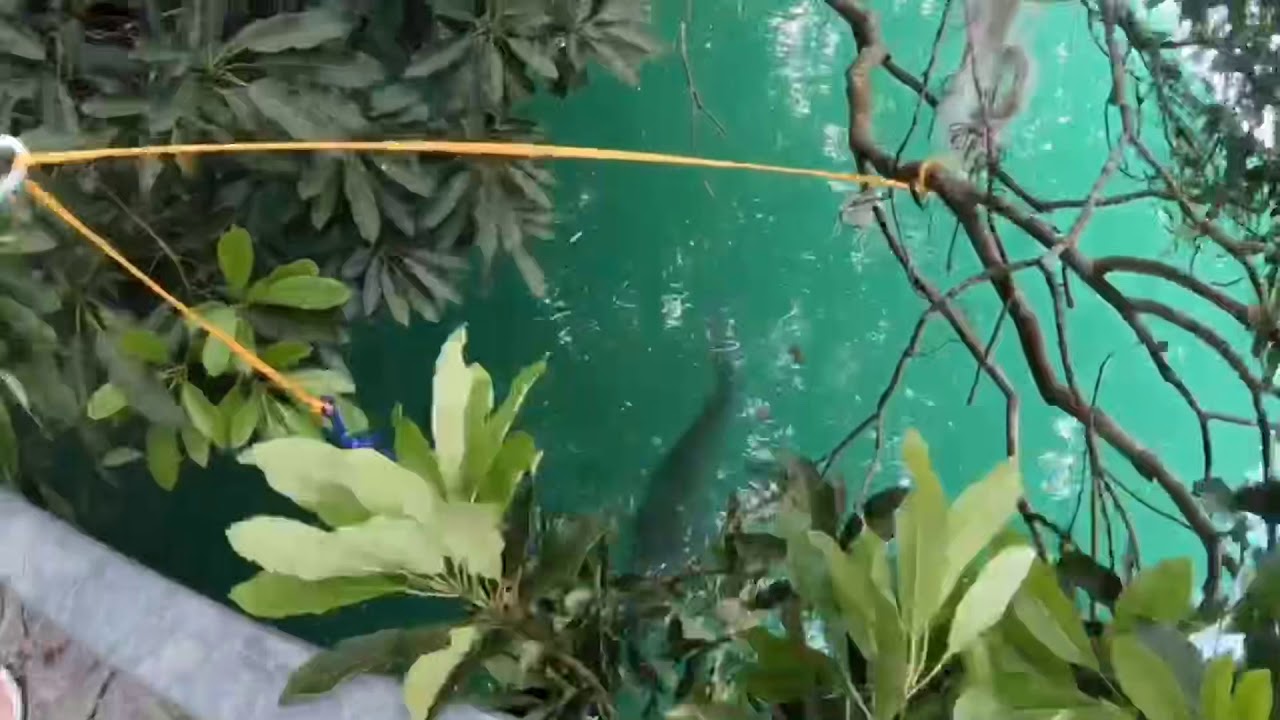 日月潭魚虎之野生大鱸鰻