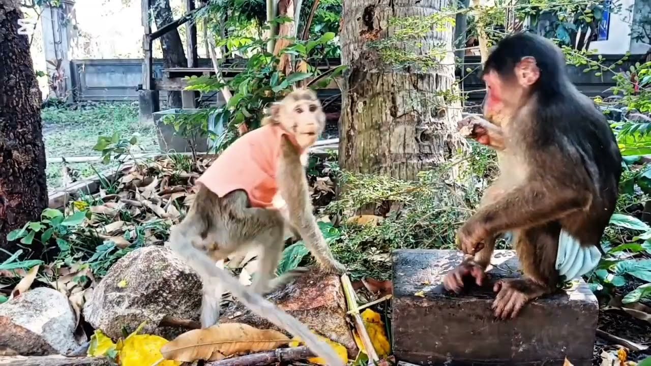 Baby Monkeys Dressed Up Enjoying Fruit #monkeyvideo #monkeysr #monkeylove #monkeychallenge