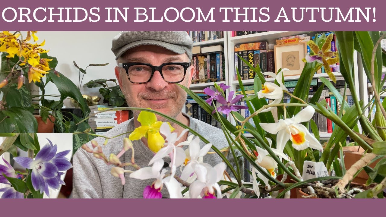 What orchids are in bloom this autumn? Lots!