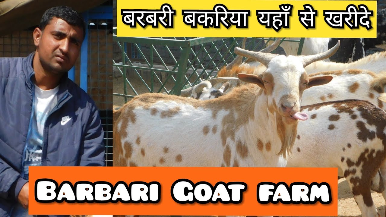 Barbari goat farm, Mathura