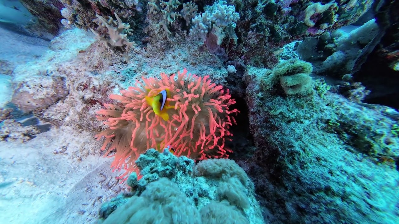 Coral Time Egypt 2025 - 4k