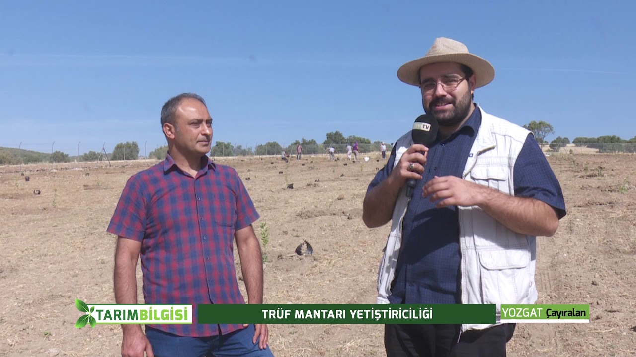 TARIM BİLGİSİ | TRÜF MANTARI YETİŞTİRİCİLİĞİ