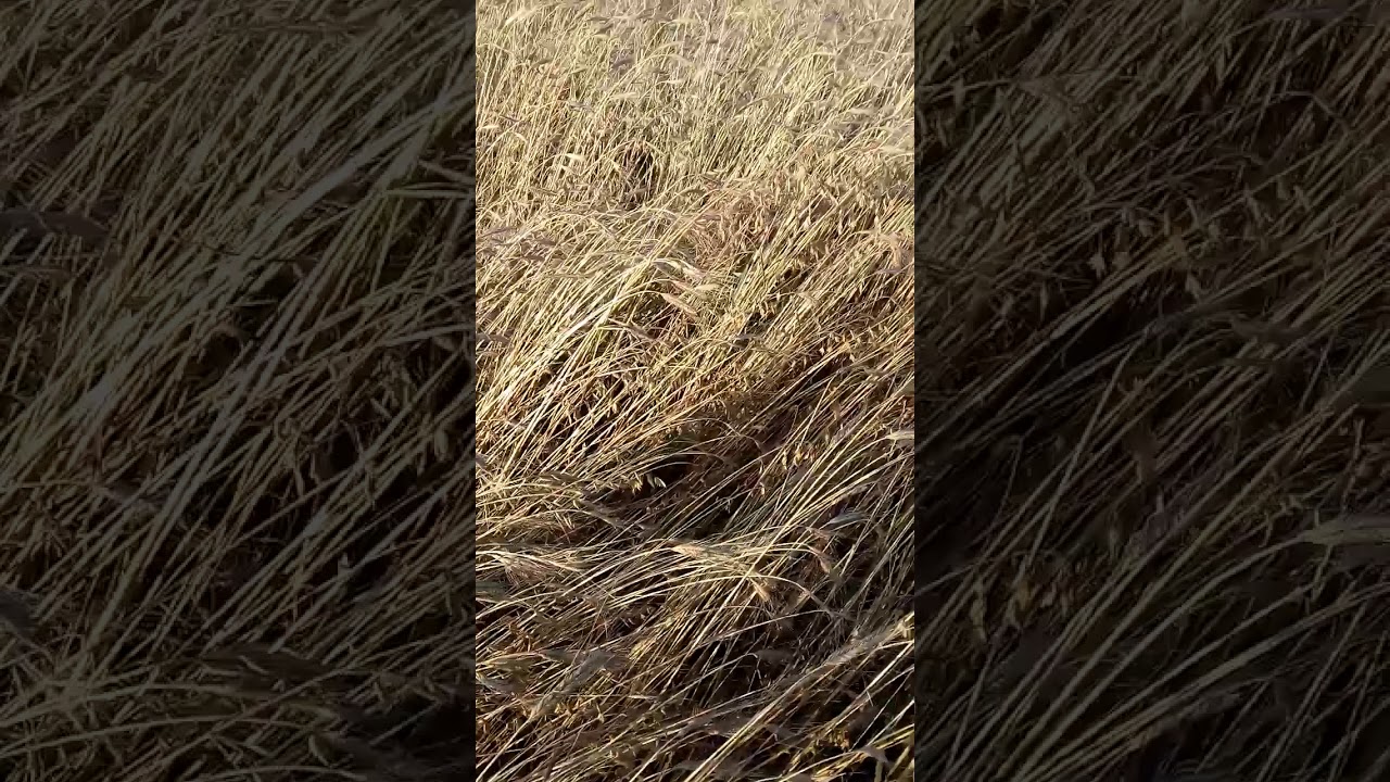 Orkisz, płaskurka i samopsza.