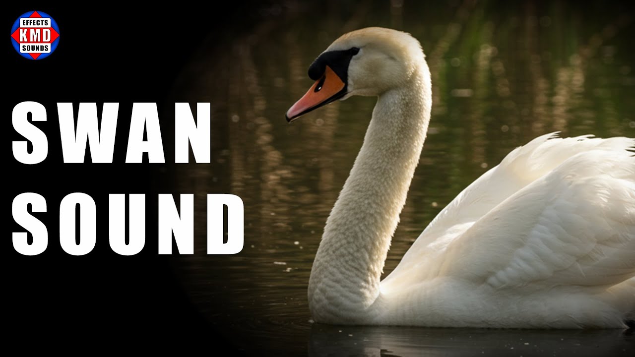 SWAN SOUND - ANIMAL SOUNDS - Sound Effects