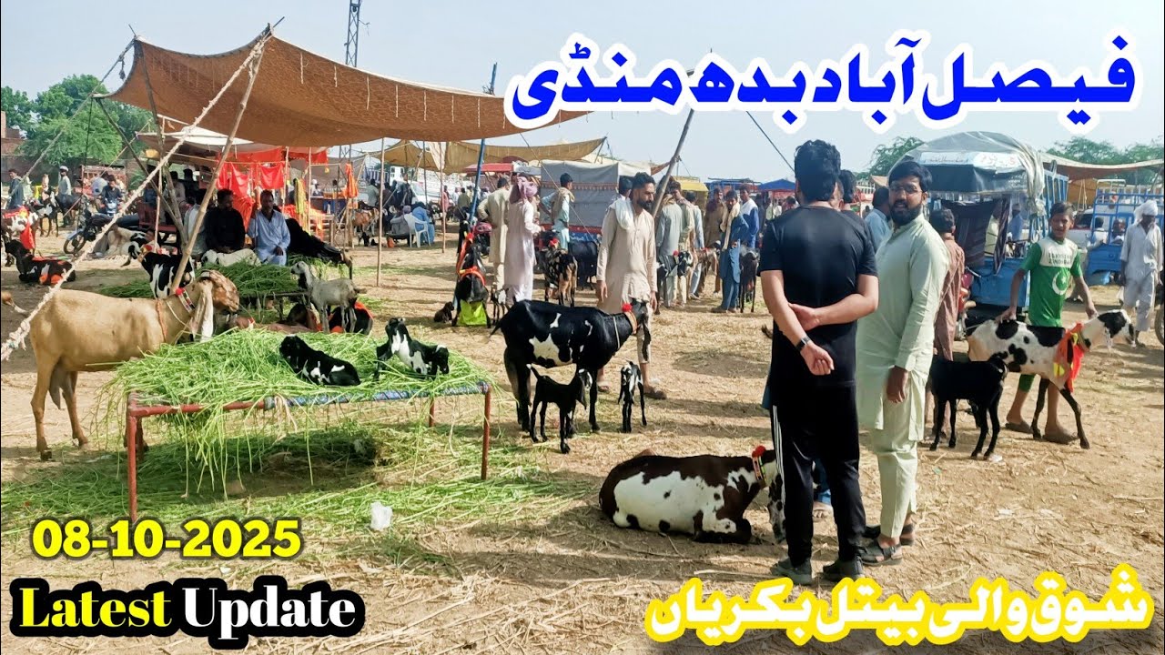 Faisalabad Janwar Mandi New Update || 08_Oct_2025 || Rizvi Goat Farm || 03045208043