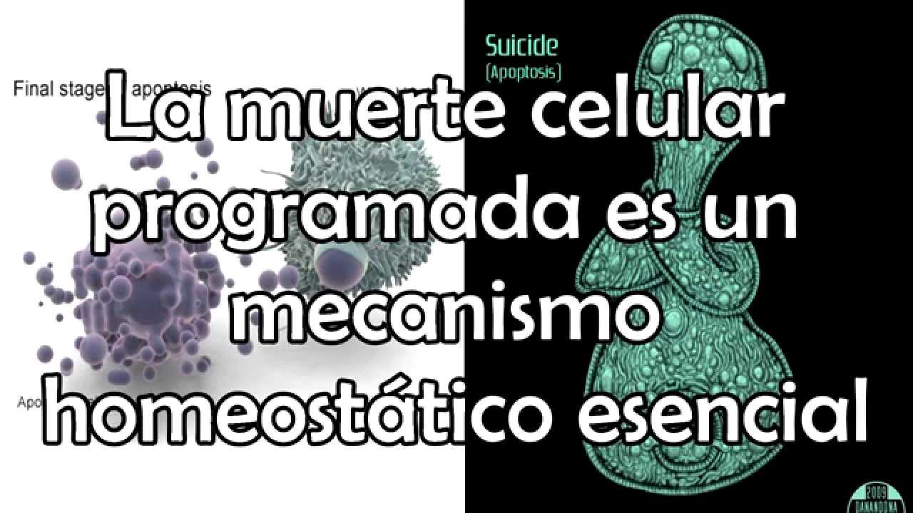 La muerte celular programada es un mecanismo homeost&aacute;tico esencial