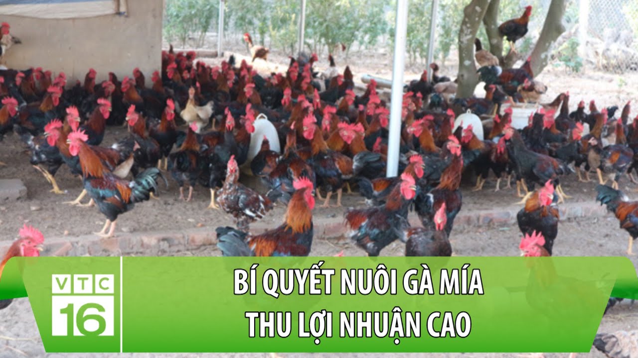 Bí quyết nuôi gà mía thu lợi nhuận cao | VTC16