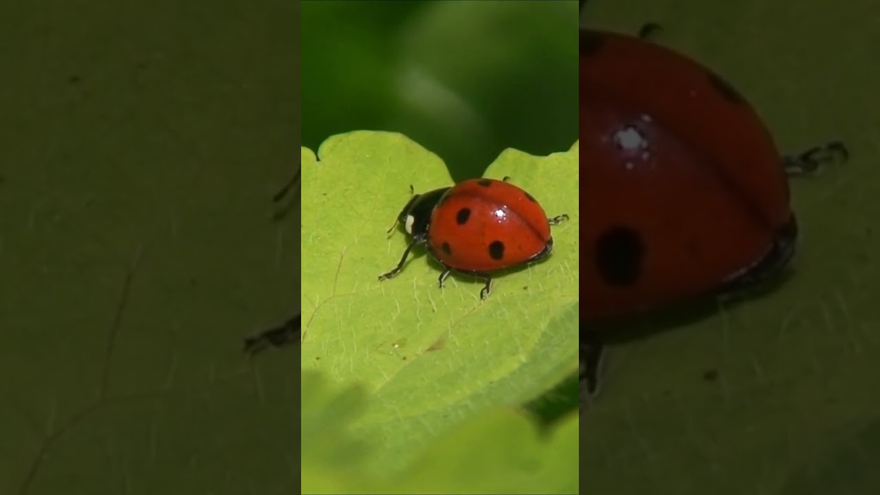 Coccinella septempunctata, the seven-spot ladybird #sorts