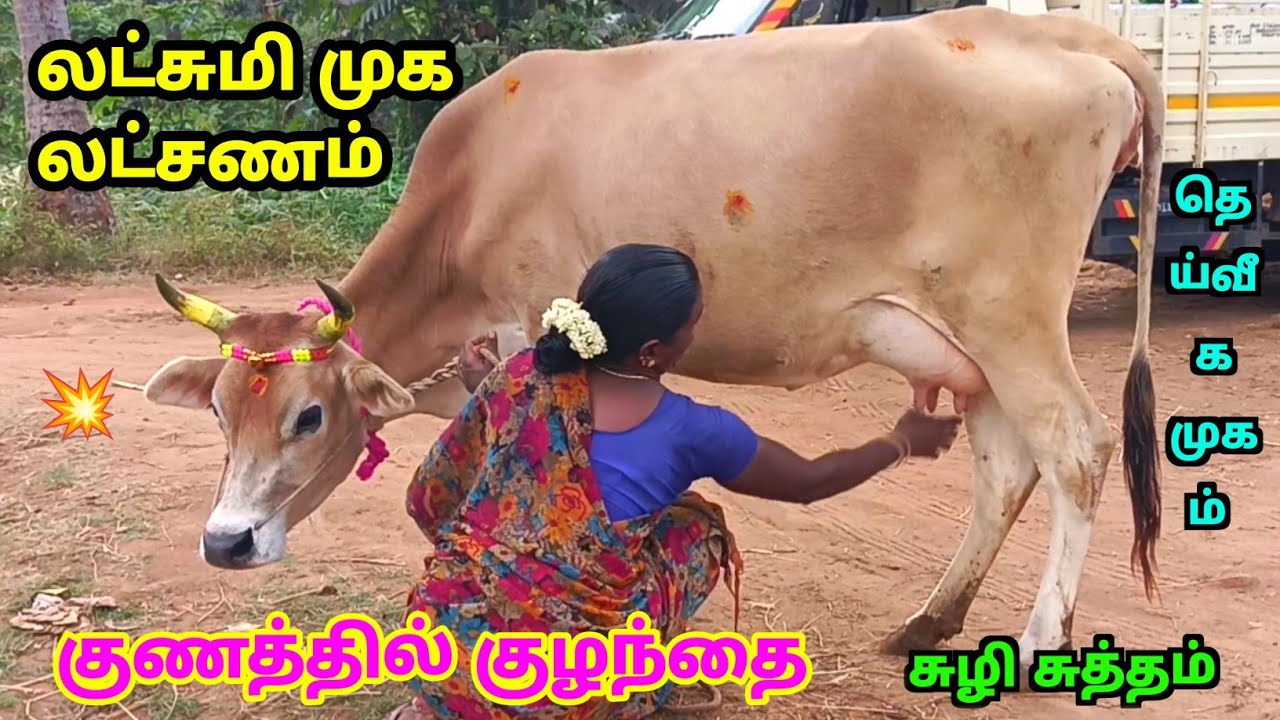 (21:11:2025) தெய்வீக முக லட்சணம் கொண்ட தரமான சந்தன பிள்ளை நிற சினை மாடு விற்பனைக்கு