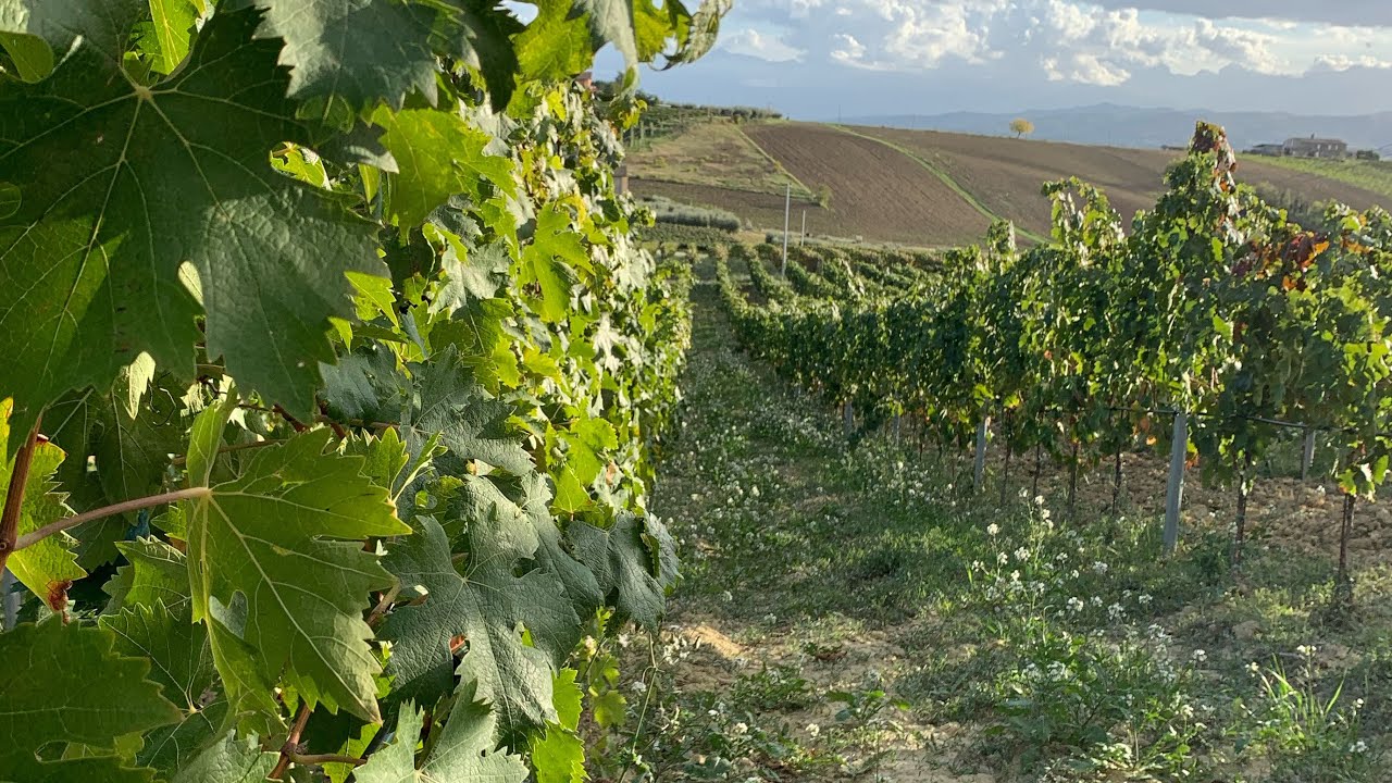 Cosa fare nel VIGNETO dopo la VENDEMMIA
