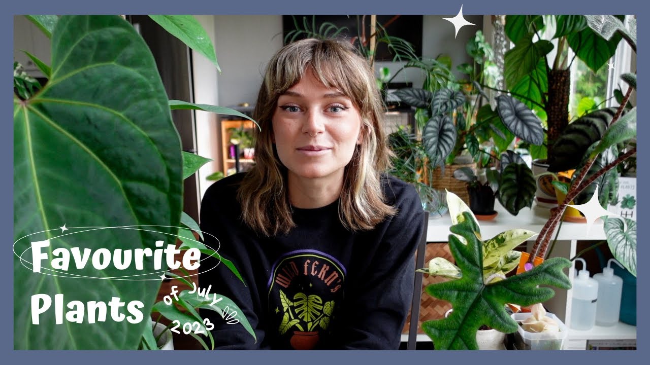 🌿 July Plant Favourites 🌿 massive leaves, epipremnum fenestrations, + pinguicula flower!