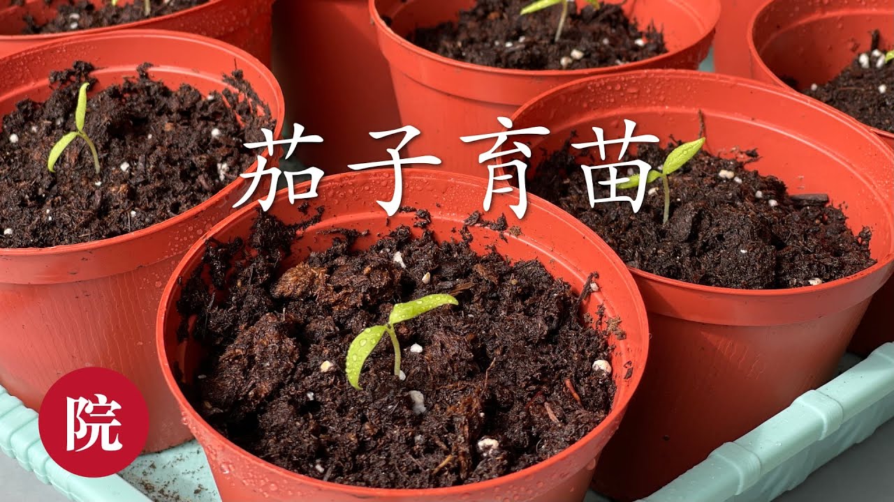 【彬彬有院】种•461《如何给茄子育苗》//《茄子如何育苗》//两种方法对比茄子育苗