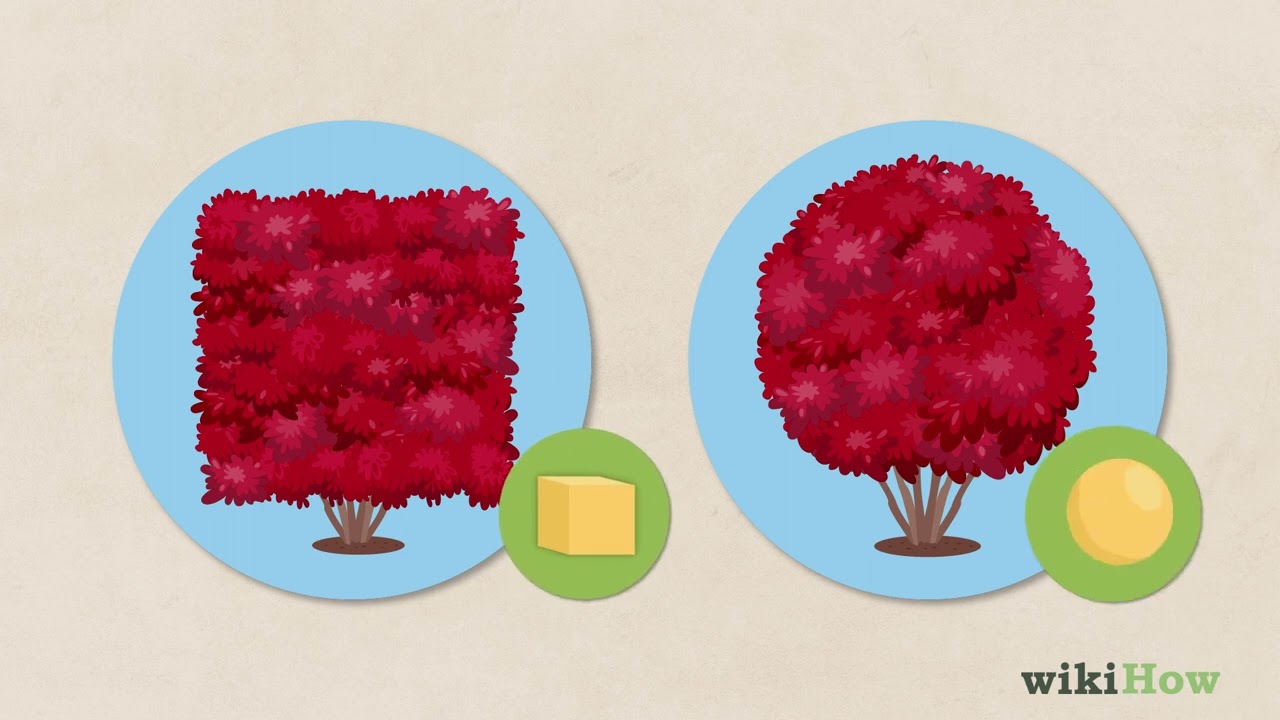 How to Prune Burning Bush