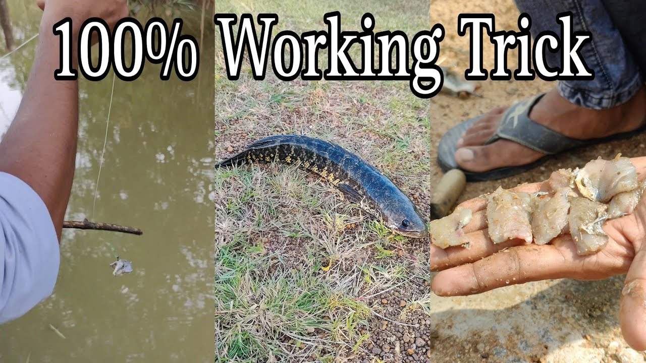 How To Catch Snakehead Murrel Fish||100% Successful Trick To Catch Snakehead Murrel Fish||Fishing
