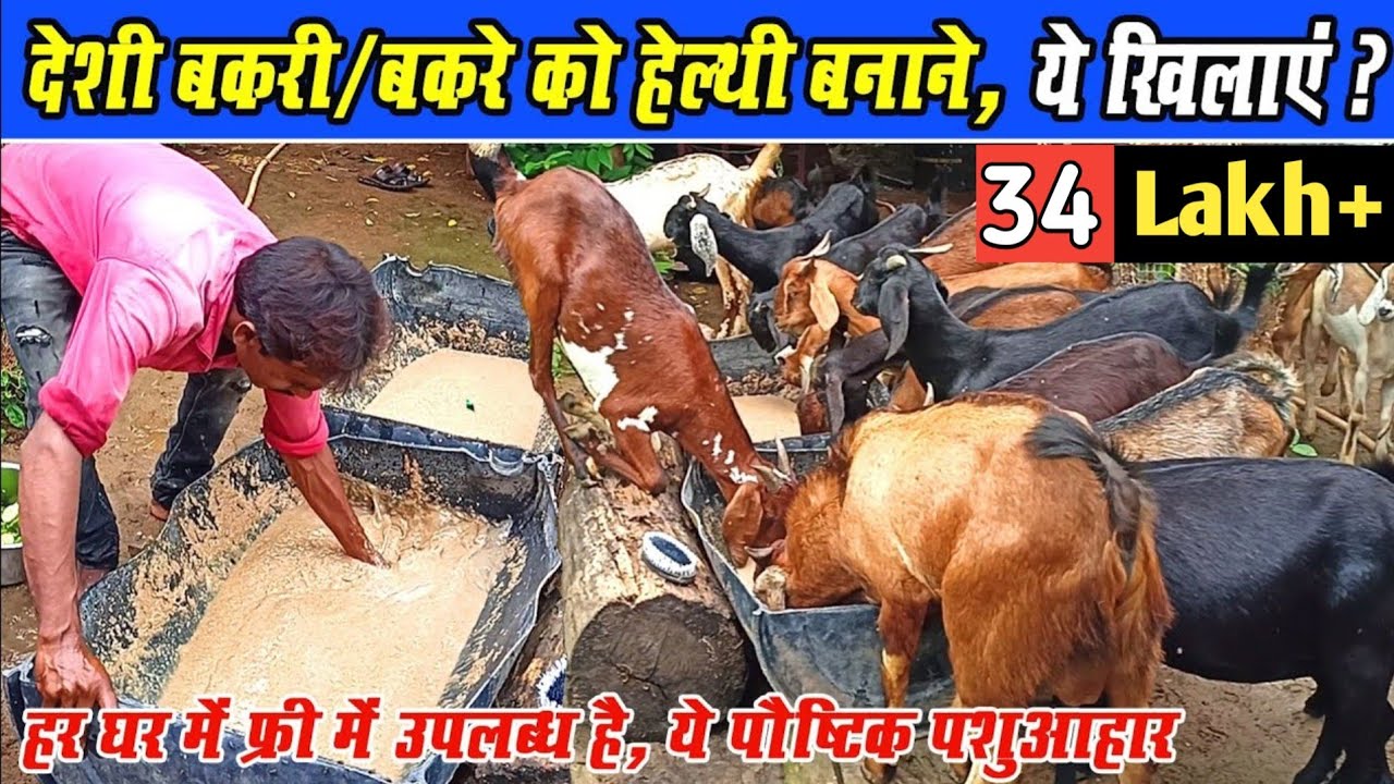 देशी बकरे और बकरी को हेल्थी बनाने क्या खिलाएं? Deshi Bakre/ Bakri Ko Healthy Banane kya khilanyen?