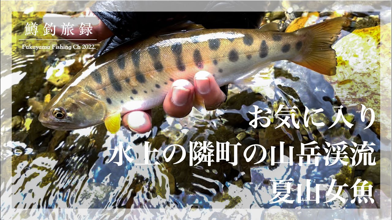 美しい【夏ヤマメ】群馬みなかみの隣町、お気に入りの山岳渓流で#鱒釣旅録 2022