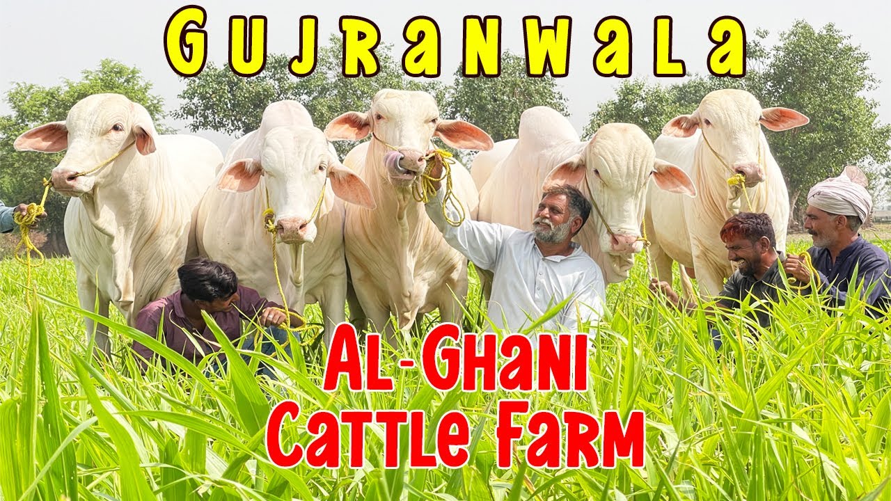 Al-Ghani Cattle Farm Gujranwala | Vip Nukray | | SS Tv |