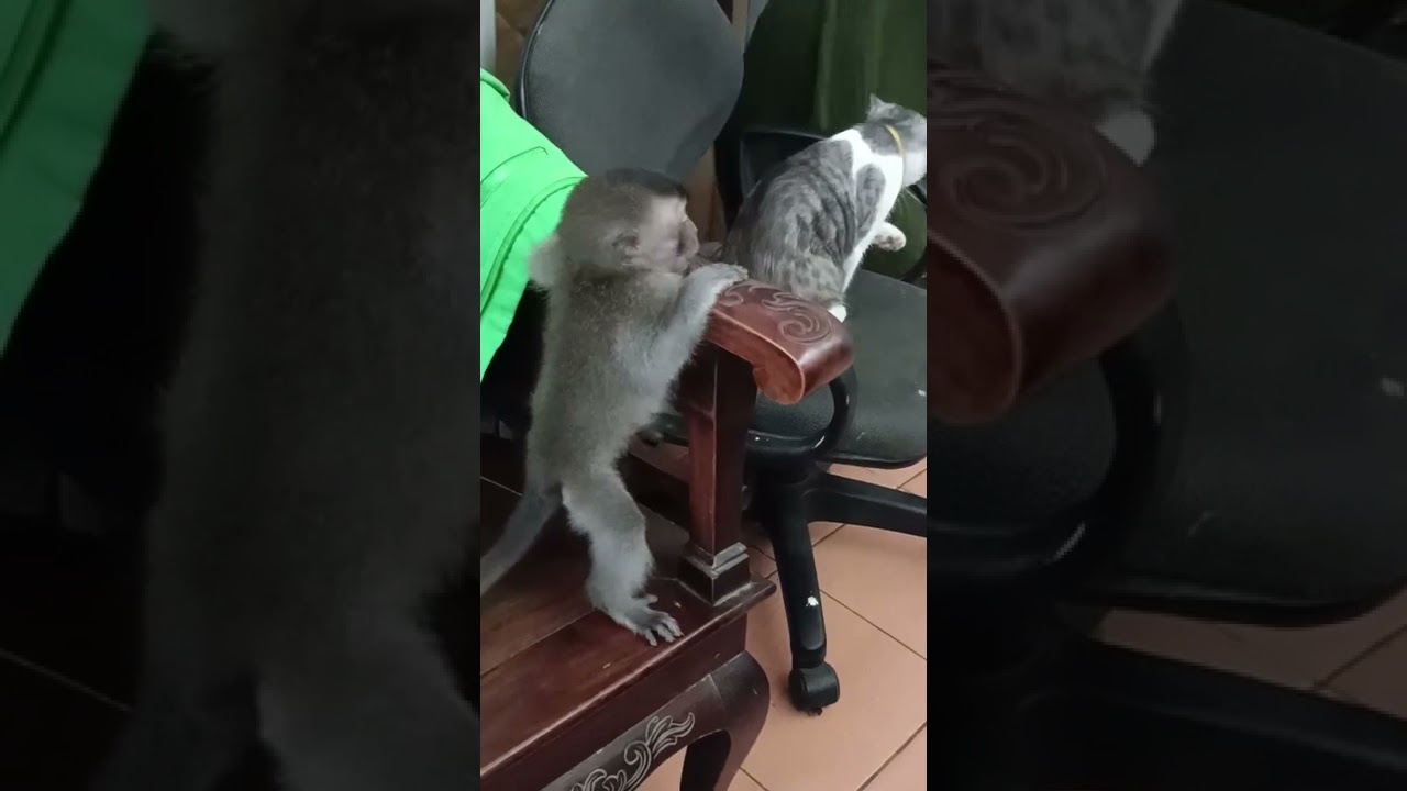 Baby Monkey Donna, Acil And Miu Bermain Didepan Rumah