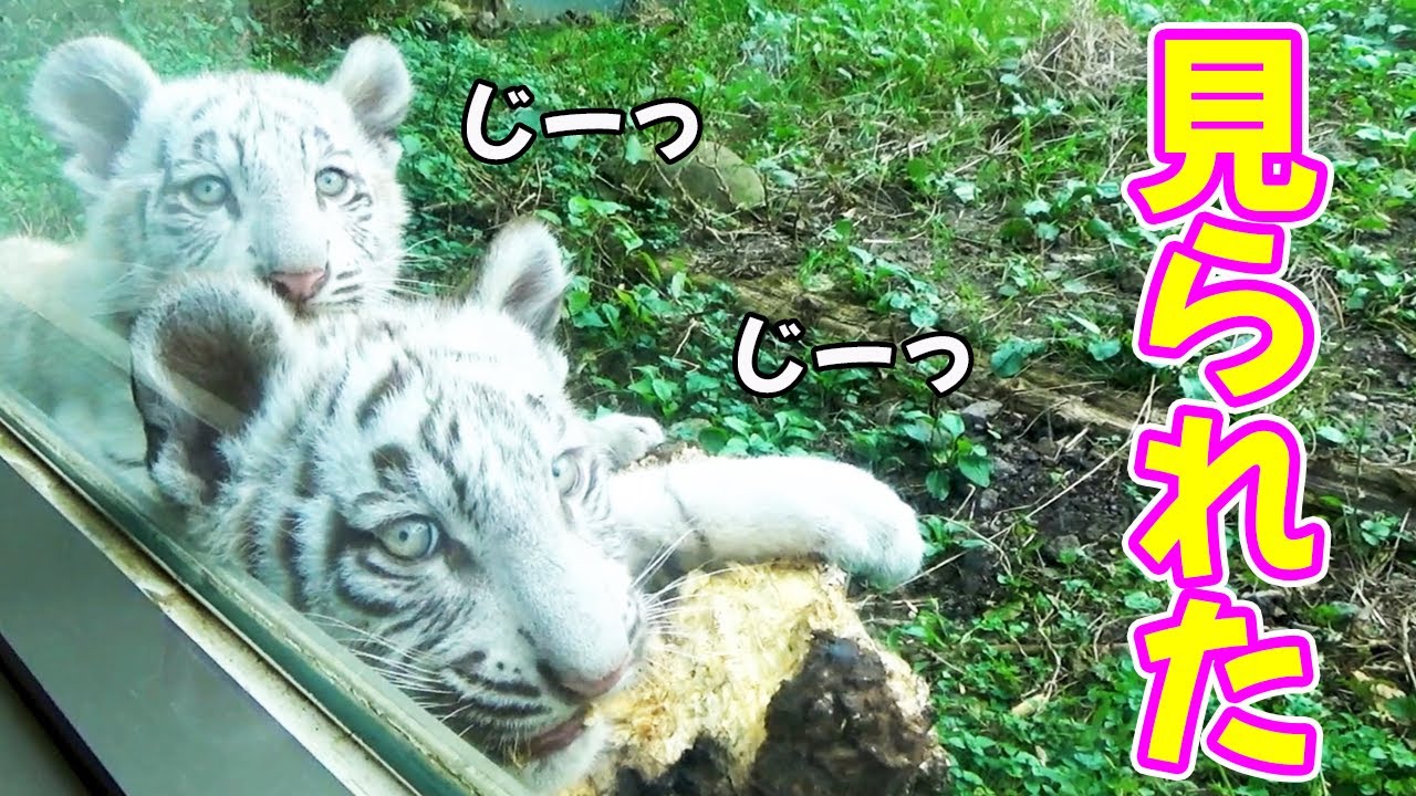 目の前の木で遊ぶ月＆時雨😍可愛すぎて見てたら目が合っちゃった💖ホワイトタイガーの赤ちゃん in 伊豆アニマルキングダム