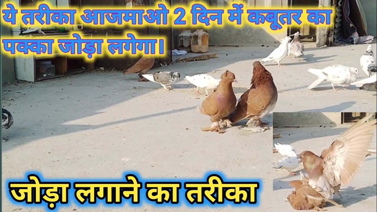 कबूतर का जोड़ा कितने दिन में लग जाता है|| kabutar ka Joda lgane ka aasan trika||