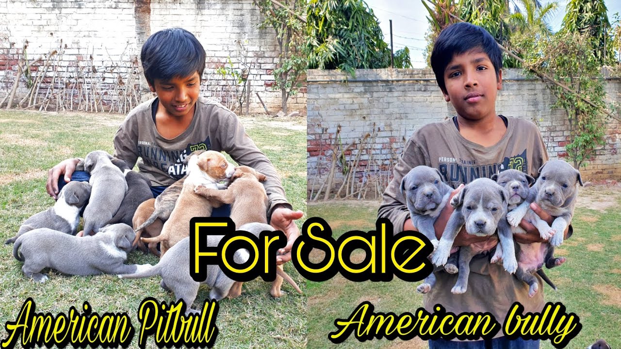 American Bully And American Pitbull Puppy || Puppy For Sale || Pitbull Puppies For Sale 2024