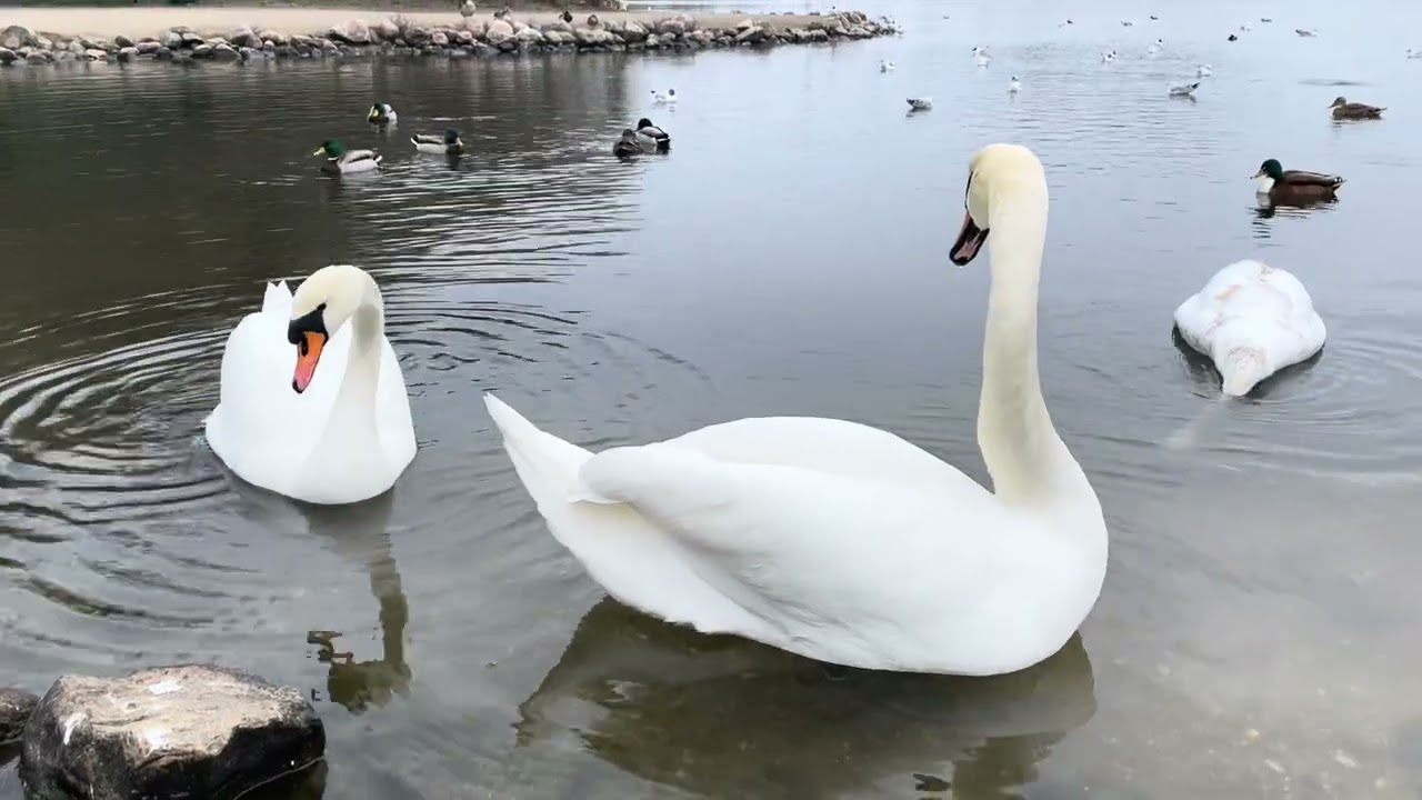 Christianshavn, Copenhagen, Denmark. #swan #swans 